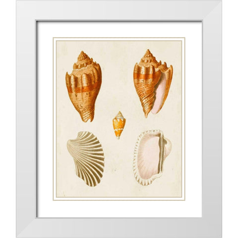 Knorr Shells VII White Modern Wood Framed Art Print with Double Matting by Knorr, G.W.