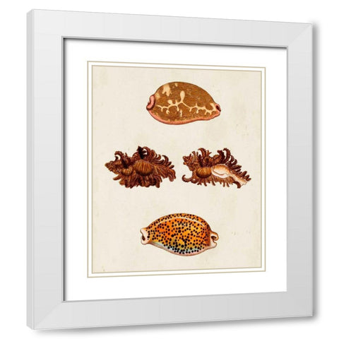 Knorr Shells VIII White Modern Wood Framed Art Print with Double Matting by Knorr, G.W.