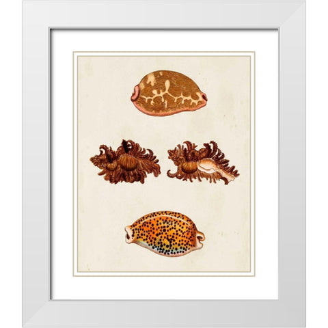 Knorr Shells VIII White Modern Wood Framed Art Print with Double Matting by Knorr, G.W.
