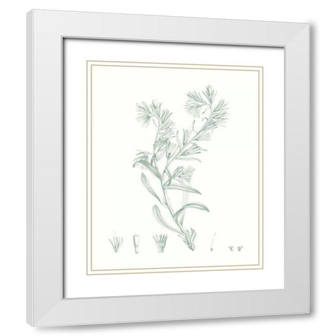 Botanical Study in Sage II White Modern Wood Framed Art Print with Double Matting by Vision Studio