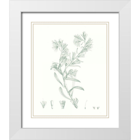 Botanical Study in Sage II White Modern Wood Framed Art Print with Double Matting by Vision Studio