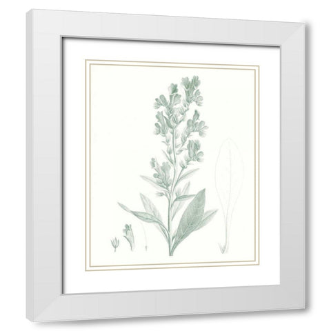 Botanical Study in Sage III White Modern Wood Framed Art Print with Double Matting by Vision Studio