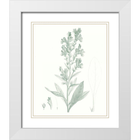 Botanical Study in Sage III White Modern Wood Framed Art Print with Double Matting by Vision Studio