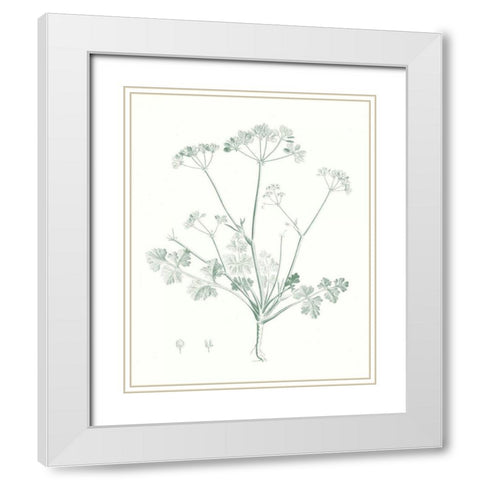 Botanical Study in Sage IV White Modern Wood Framed Art Print with Double Matting by Vision Studio