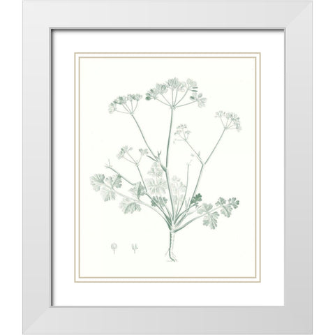 Botanical Study in Sage IV White Modern Wood Framed Art Print with Double Matting by Vision Studio