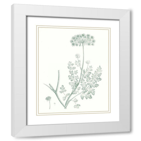 Botanical Study in Sage V White Modern Wood Framed Art Print with Double Matting by Vision Studio