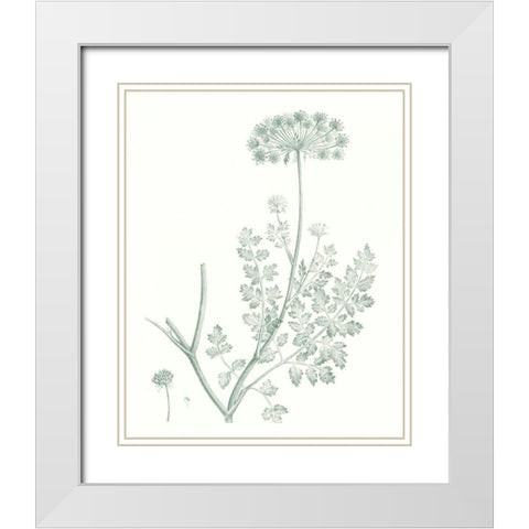 Botanical Study in Sage V White Modern Wood Framed Art Print with Double Matting by Vision Studio