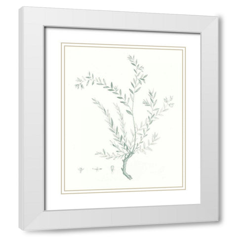 Botanical Study in Sage VII White Modern Wood Framed Art Print with Double Matting by Vision Studio