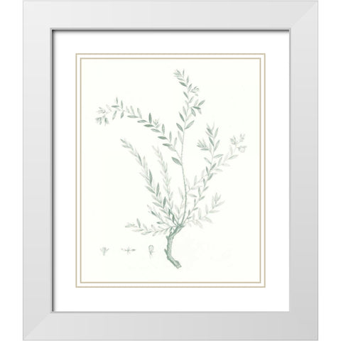 Botanical Study in Sage VII White Modern Wood Framed Art Print with Double Matting by Vision Studio