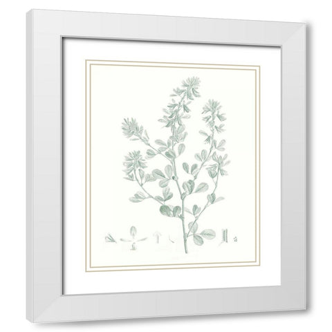 Botanical Study in Sage VIII White Modern Wood Framed Art Print with Double Matting by Vision Studio