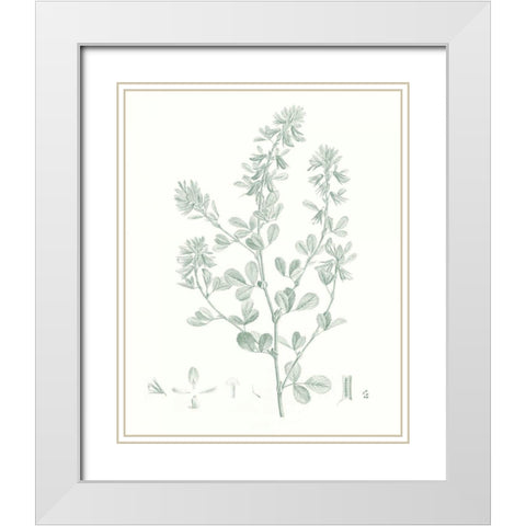 Botanical Study in Sage VIII White Modern Wood Framed Art Print with Double Matting by Vision Studio