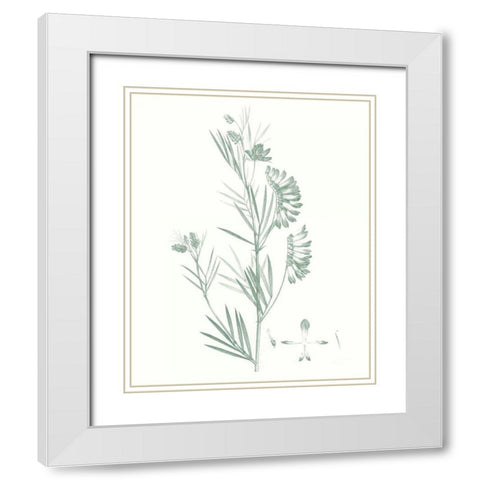 Botanical Study in Sage IX White Modern Wood Framed Art Print with Double Matting by Vision Studio