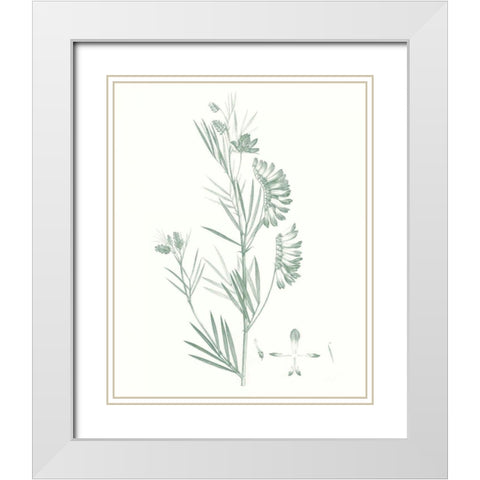 Botanical Study in Sage IX White Modern Wood Framed Art Print with Double Matting by Vision Studio