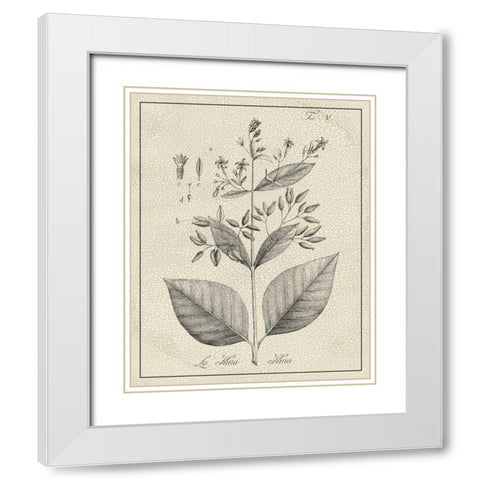 Antique Black and White Botanical II White Modern Wood Framed Art Print with Double Matting by Vision Studio