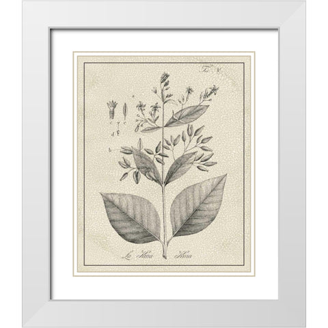 Antique Black and White Botanical II White Modern Wood Framed Art Print with Double Matting by Vision Studio