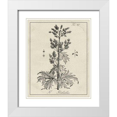 Antique Black and White Botanical III White Modern Wood Framed Art Print with Double Matting by Vision Studio