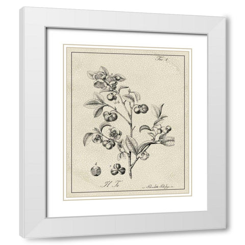 Antique Black and White Botanical IV White Modern Wood Framed Art Print with Double Matting by Vision Studio