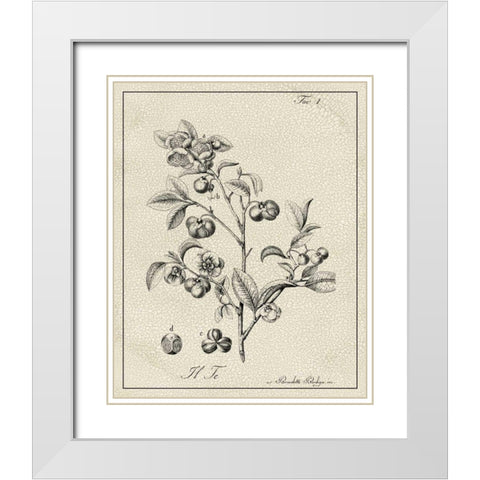 Antique Black and White Botanical IV White Modern Wood Framed Art Print with Double Matting by Vision Studio