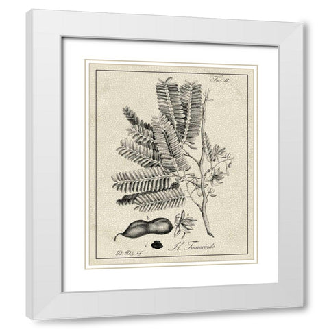 Antique Black and White Botanical V White Modern Wood Framed Art Print with Double Matting by Vision Studio
