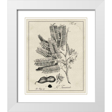 Antique Black and White Botanical V White Modern Wood Framed Art Print with Double Matting by Vision Studio