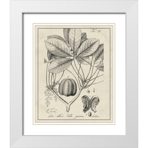 Antique Black and White Botanical VI White Modern Wood Framed Art Print with Double Matting by Vision Studio