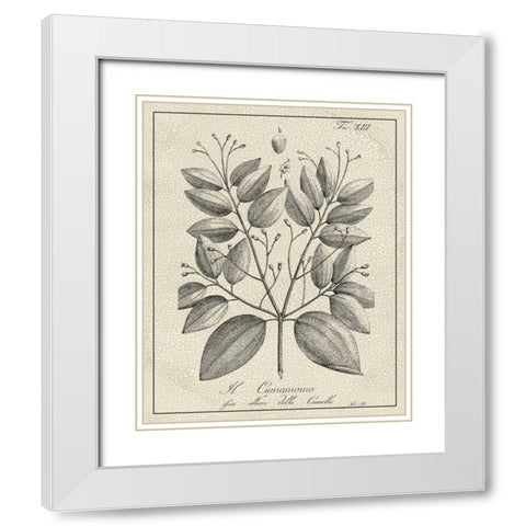 Antique Black and White Botanical VII White Modern Wood Framed Art Print with Double Matting by Vision Studio