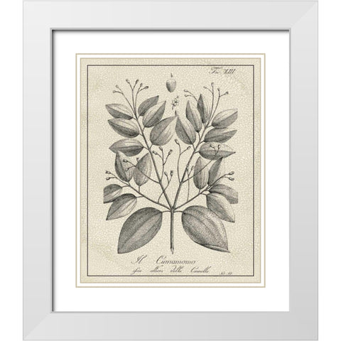 Antique Black and White Botanical VII White Modern Wood Framed Art Print with Double Matting by Vision Studio