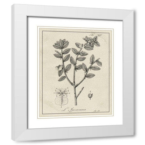 Antique Black and White Botanical VIII White Modern Wood Framed Art Print with Double Matting by Vision Studio