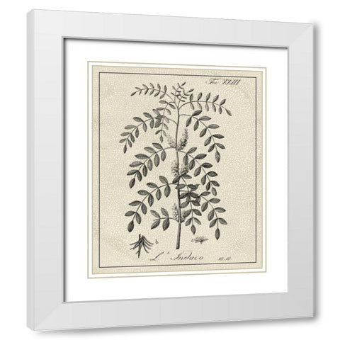 Antique Black and White Botanical IX White Modern Wood Framed Art Print with Double Matting by Vision Studio