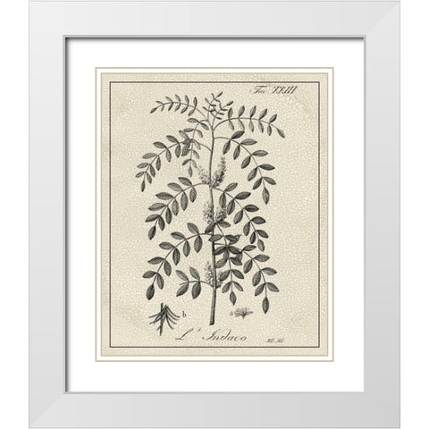 Antique Black and White Botanical IX White Modern Wood Framed Art Print with Double Matting by Vision Studio