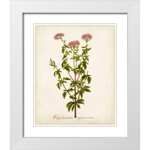 Antique Herb Botanical I White Modern Wood Framed Art Print with Double Matting by Unknown