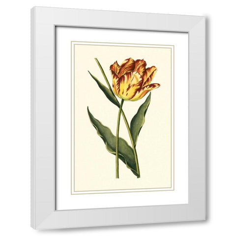 Vintage Tulips I White Modern Wood Framed Art Print with Double Matting by Vision Studio