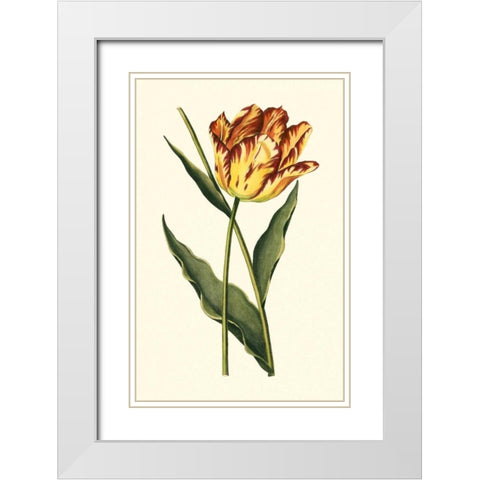 Vintage Tulips I White Modern Wood Framed Art Print with Double Matting by Vision Studio