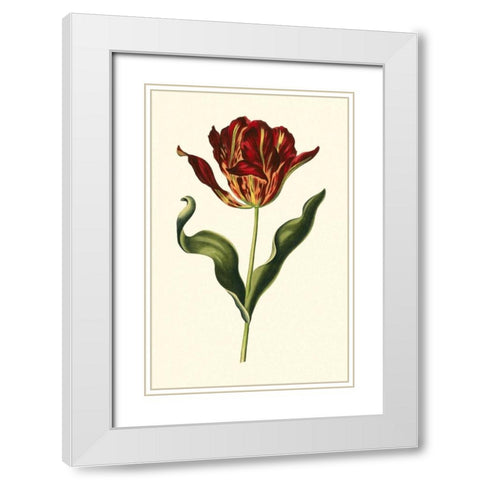 Vintage Tulips II White Modern Wood Framed Art Print with Double Matting by Vision Studio