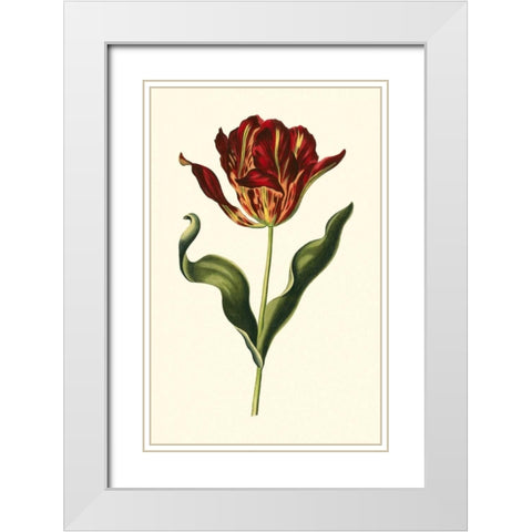 Vintage Tulips II White Modern Wood Framed Art Print with Double Matting by Vision Studio