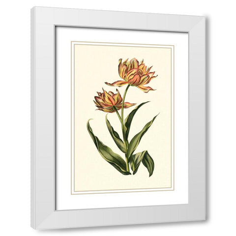 Vintage Tulips III White Modern Wood Framed Art Print with Double Matting by Vision Studio