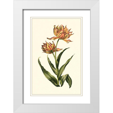 Vintage Tulips III White Modern Wood Framed Art Print with Double Matting by Vision Studio