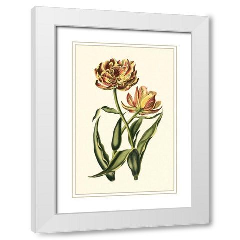 Vintage Tulips IV White Modern Wood Framed Art Print with Double Matting by Vision Studio