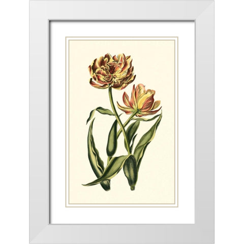 Vintage Tulips IV White Modern Wood Framed Art Print with Double Matting by Vision Studio