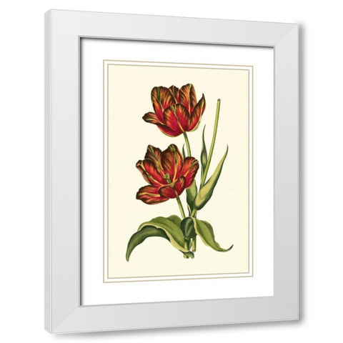 Vintage Tulips V White Modern Wood Framed Art Print with Double Matting by Vision Studio