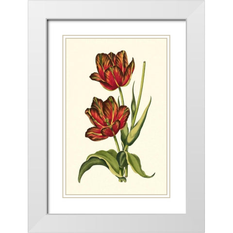 Vintage Tulips V White Modern Wood Framed Art Print with Double Matting by Vision Studio