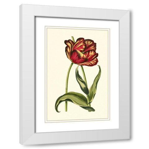 Vintage Tulips VI White Modern Wood Framed Art Print with Double Matting by Vision Studio