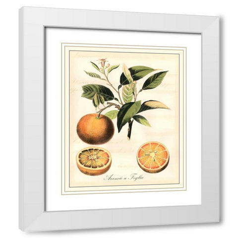 Tuscan Fruits III White Modern Wood Framed Art Print with Double Matting by Vision Studio
