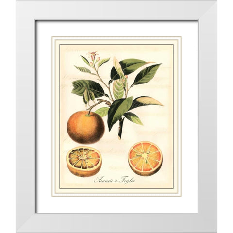 Tuscan Fruits III White Modern Wood Framed Art Print with Double Matting by Vision Studio