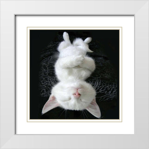Cat Yoga III White Modern Wood Framed Art Print with Double Matting by Nob, R.