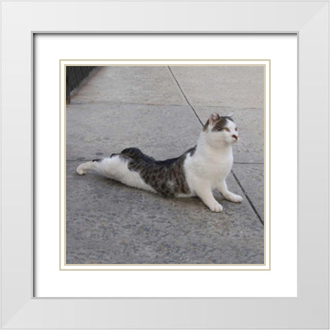 Cat Yoga VI White Modern Wood Framed Art Print with Double Matting by Nob, R.