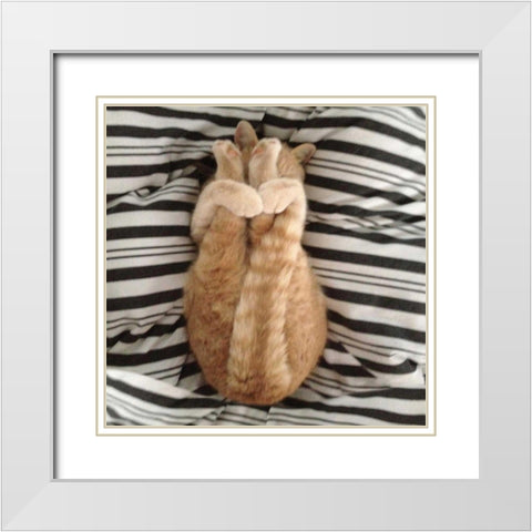 Cat Yoga IX White Modern Wood Framed Art Print with Double Matting by Nob, R.