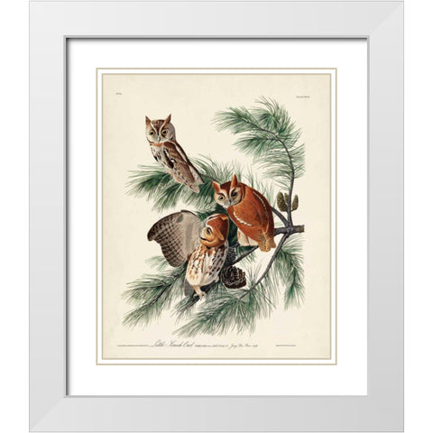 Pl 97 Little Screech Owl White Modern Wood Framed Art Print with Double Matting by Audubon, John James