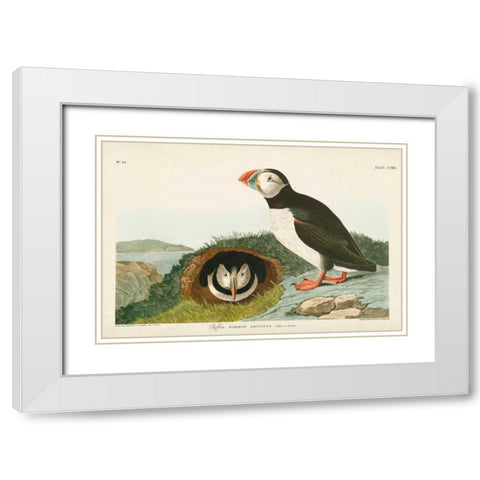 Pl 213 Puffin White Modern Wood Framed Art Print with Double Matting by Audubon, John James