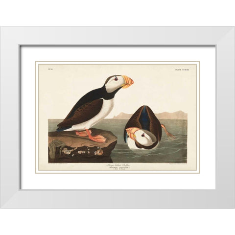 Pl 293 Large-billed Puffin White Modern Wood Framed Art Print with Double Matting by Audubon, John James